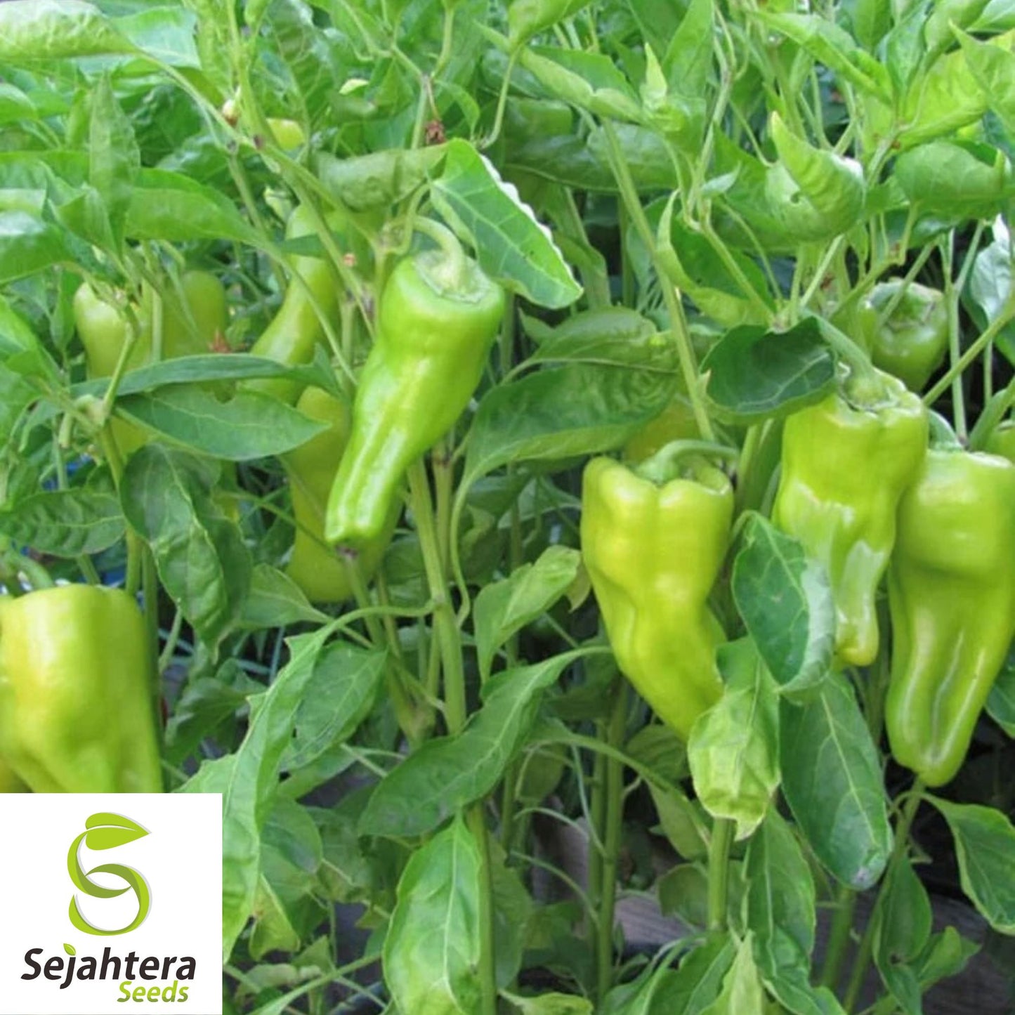 50+ Cubanelle Pepper Seeds - Non-GMO, Sweet & Versatile Vegetable Variety