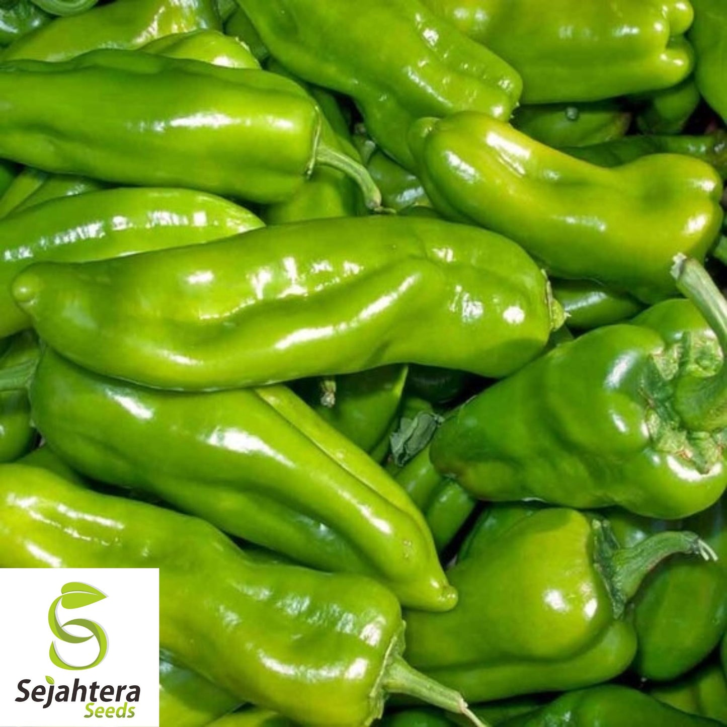 50+ Cubanelle Pepper Seeds - Non-GMO, Sweet & Versatile Vegetable Variety