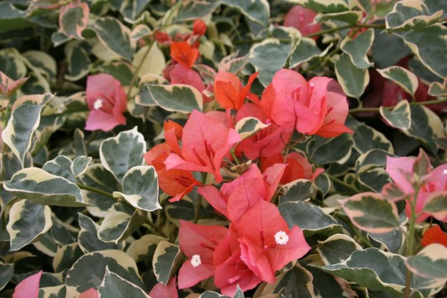 Bengal Orange Bougainvillea | Small Well-Rooted Starter Plant