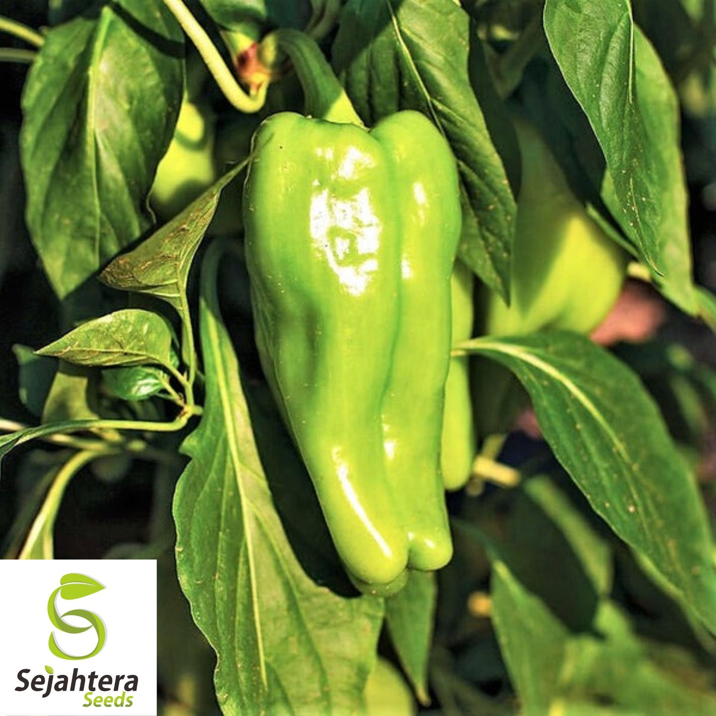 50+ Cubanelle Pepper Seeds - Non-GMO, Sweet & Versatile Vegetable Variety