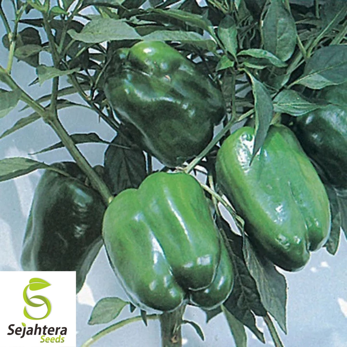 Emerald Giant Bell Pepper Seeds - 120+ Organic Heirloom - Sweet & Non-GMO