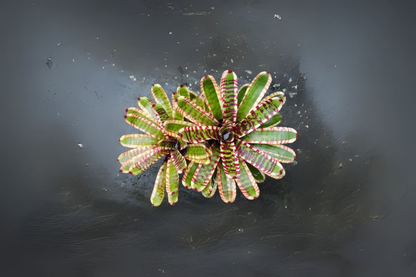 Neoregelia Wild Rabbit 6" Pot Bromeliad Plant - Exotic Tropical Houseplant for Indoor Gardening, Neoregelia spp.