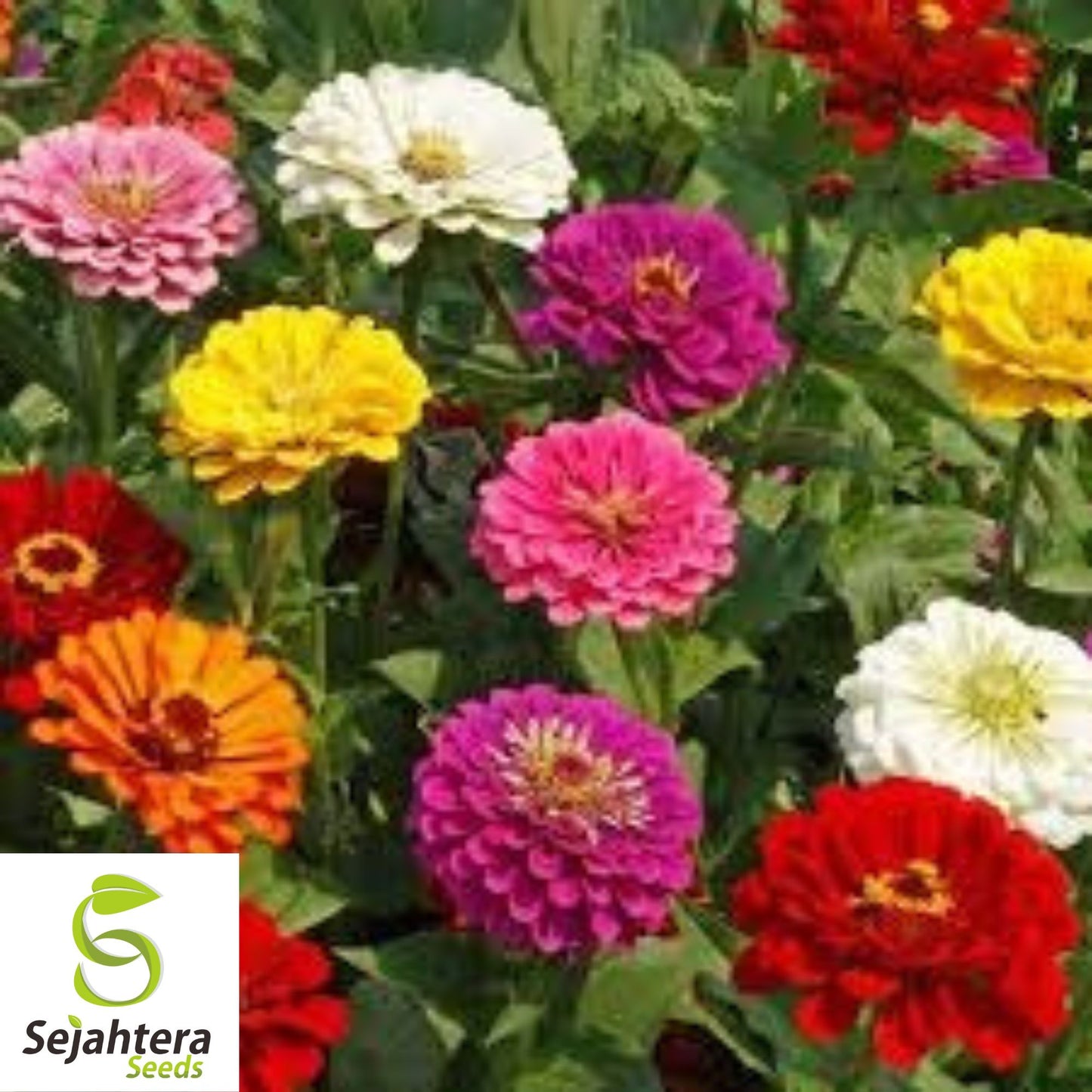 100 California Giant Zinnia Flower Mix Seeds - Non-GMO, Colorful & Easy-to-Grow