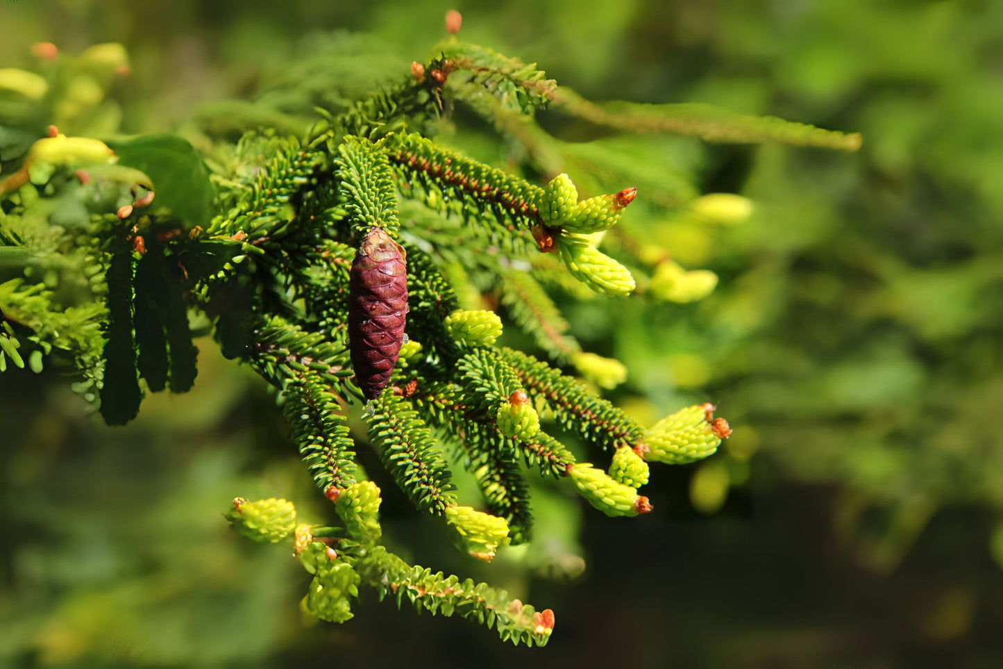 Oriental Spruce (Picea orientalis)