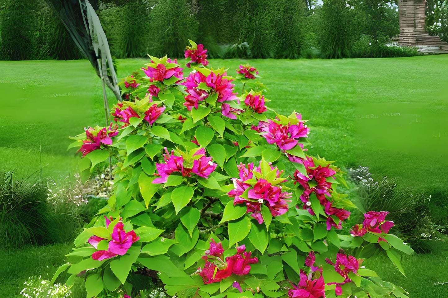 Bougainvillea Houseplant 5in Pot Pink Fuchsia Tropical Plant (Bougainvillea Glabra) - Paper Flower Flor de Papel