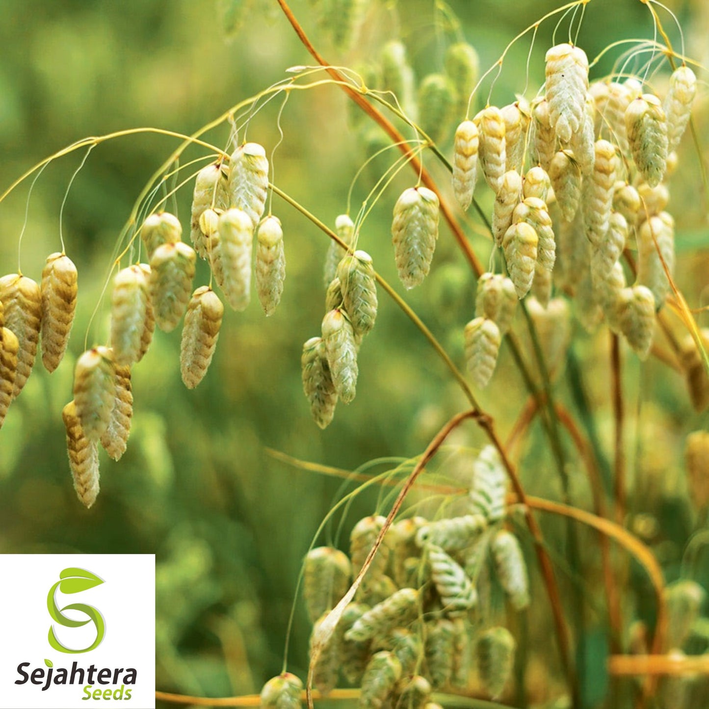 Quaking Grass Seeds {Brixa Maxima} Ornamental Cutting | 100+ Seeds