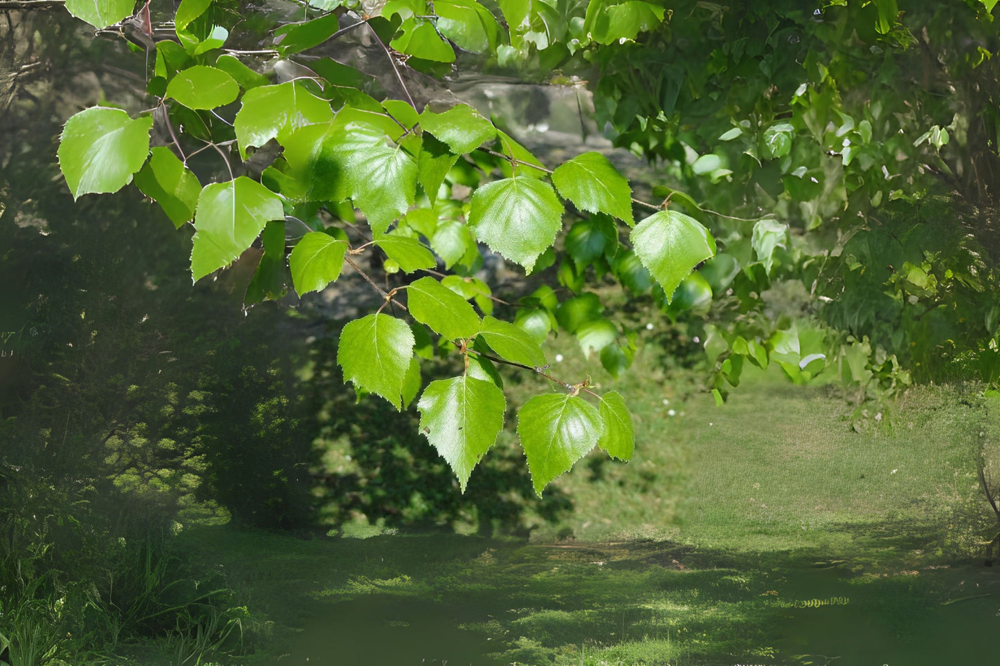 Tian-shan Birch Tianan Birch (Betula tianschanica)