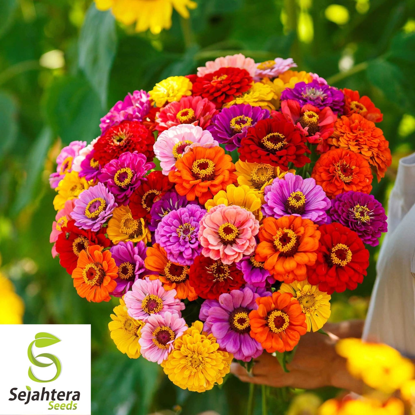 100 California Giant Zinnia Flower Mix Seeds - Non-GMO, Colorful & Easy-to-Grow