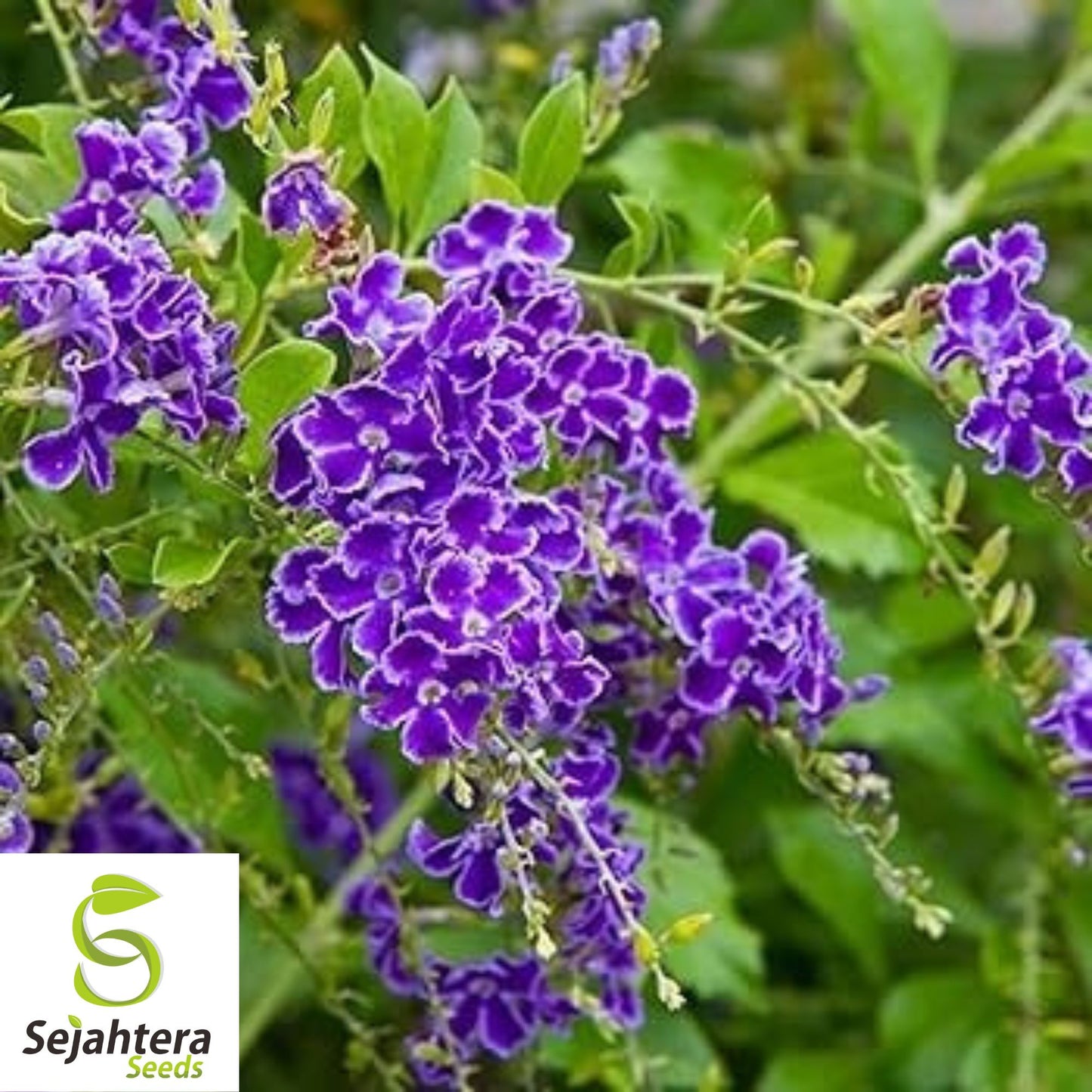 10+ Sky Flower Seeds - Duranta Repens, Ornamental Shrub, Fast-Growing, Non-GMO