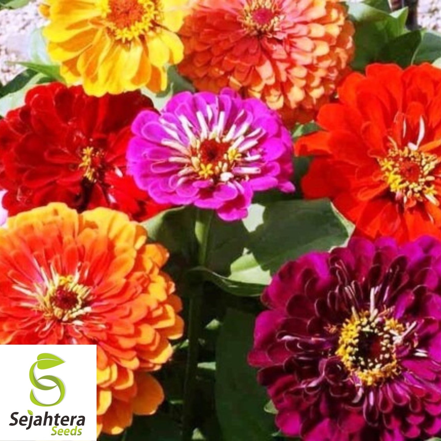 100 California Giant Zinnia Flower Mix Seeds - Non-GMO, Colorful & Easy-to-Grow