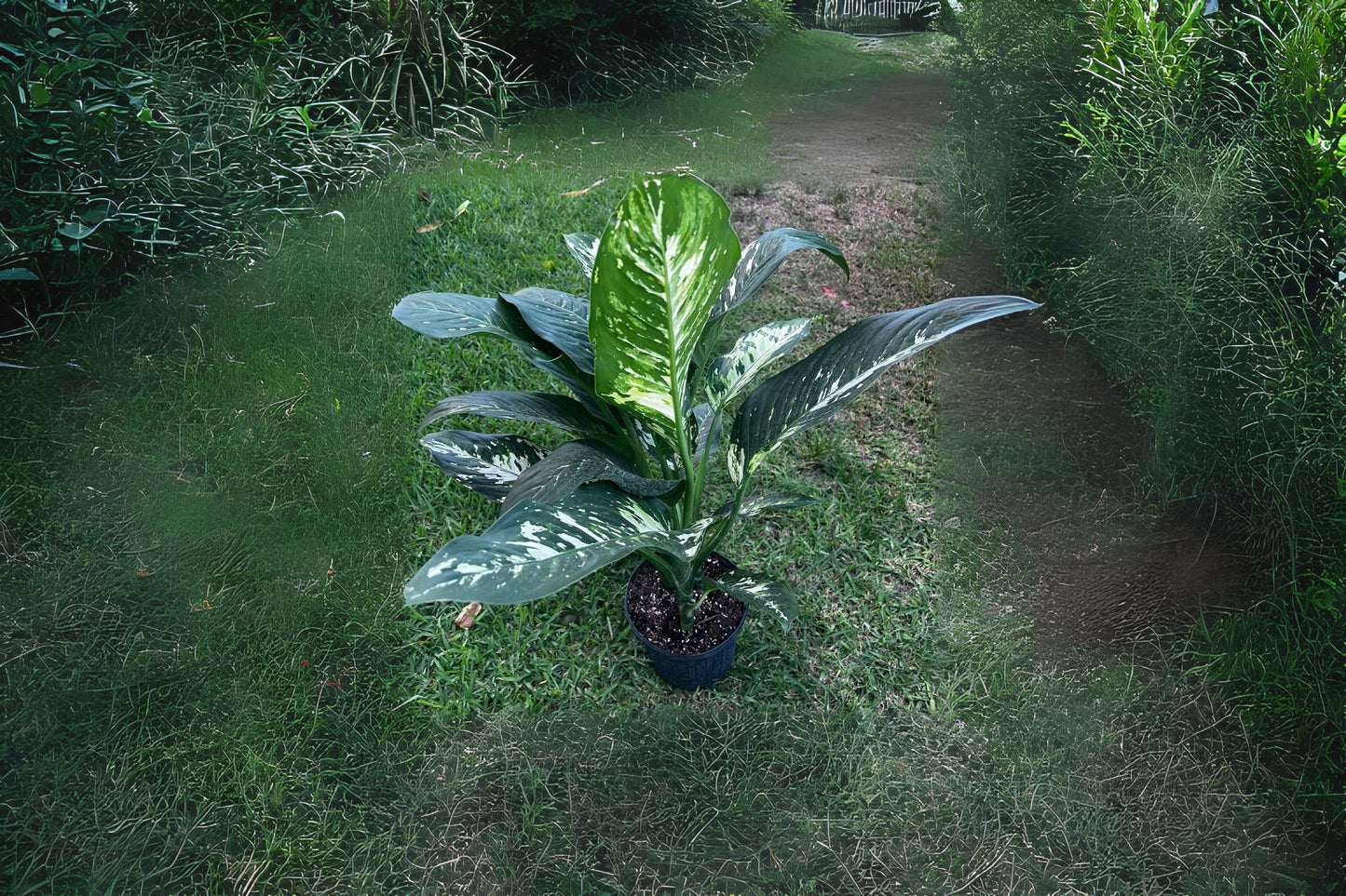 Dieffenbachia Puerto Rico 3 Gallon Pot - Easy-Care Indoor Plant for Bright Indirect Sunlight - Dieffenbachia seguine