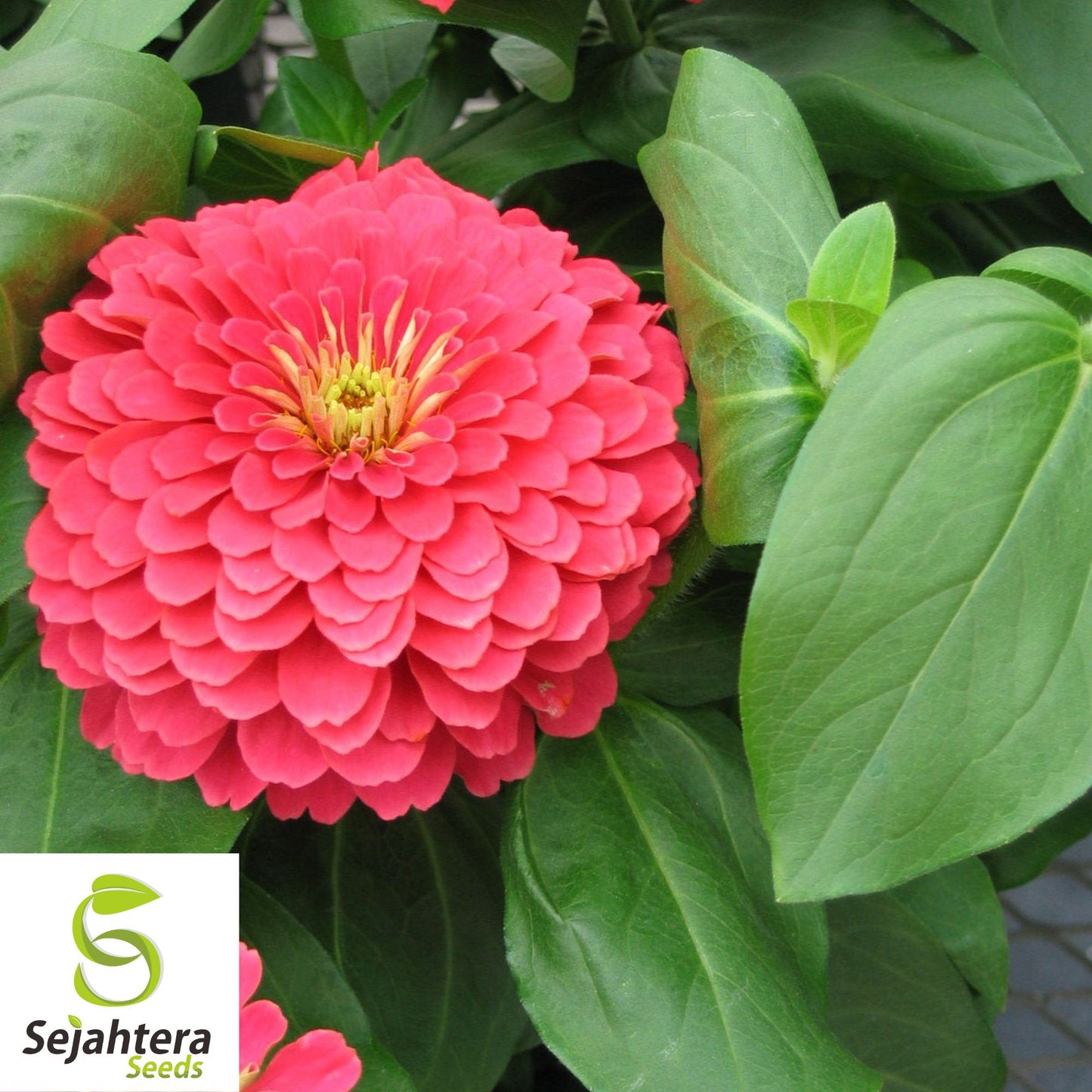100+ Coral Zinnia Seeds - Zinnia Elegans, Vibrant Cut Flowers, Non-GMO
