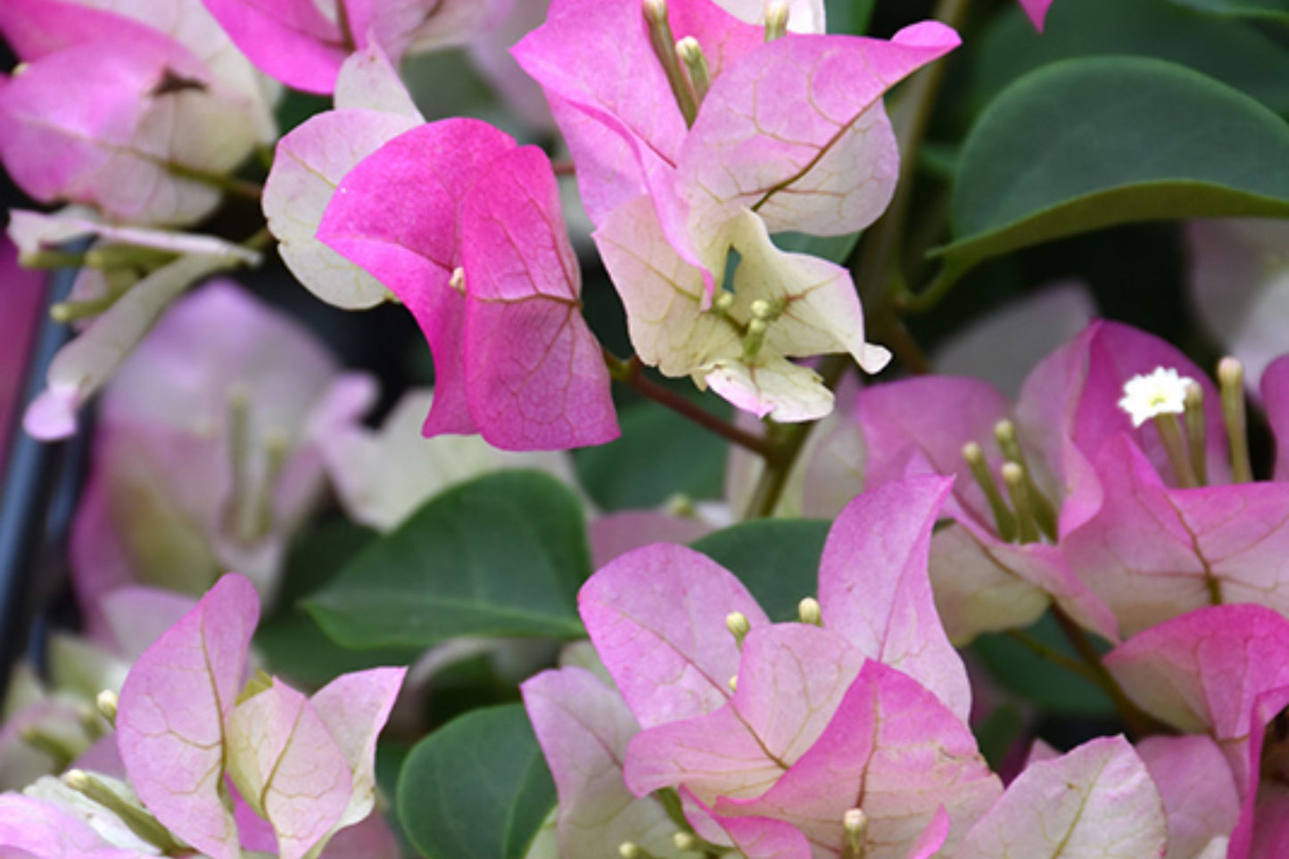 Imperial Thai Delight Bougainvillea | Small Well-Rooted Starter Plant