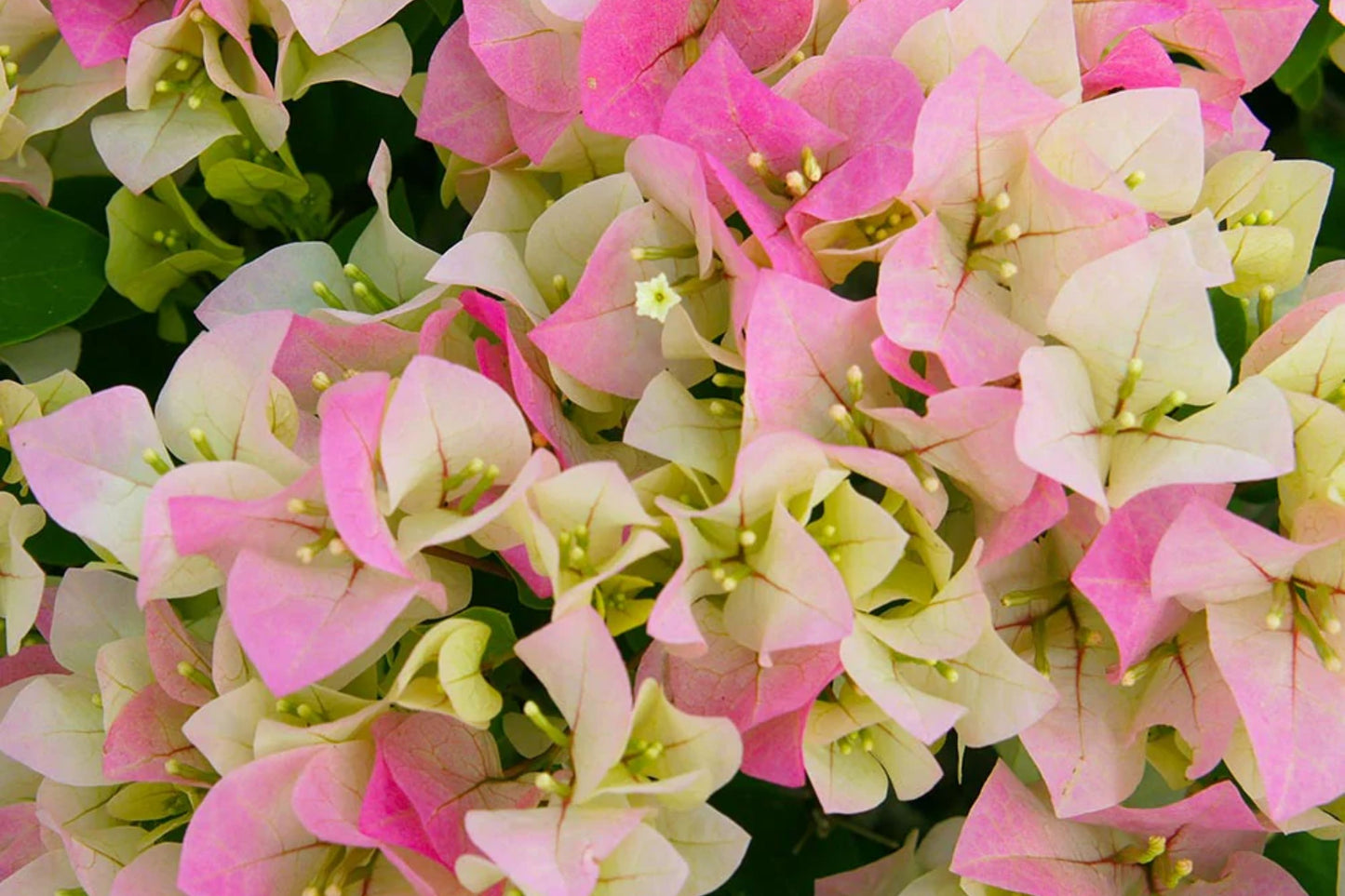 Imperial Thai Delight Bougainvillea | Small Well-Rooted Starter Plant