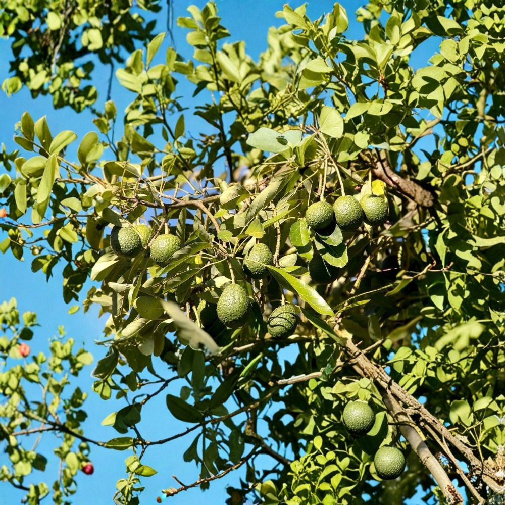 Avocado Fruit Tree – Persea americana Live Plant | Approximately 15 Inches Tall | No Pot (Bare Root Wrapped) Trimmed Seedling | Lightweight Shipping | Ready to Plant