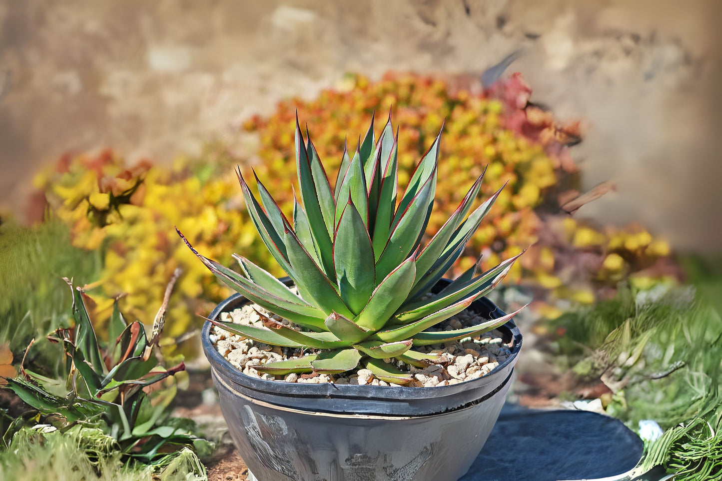 Blue Agave Plant - Large Tequila Agave, Agave Azul, Succulent - Agave Tequilana - Easy Care Indoor/Outdoor Succulent