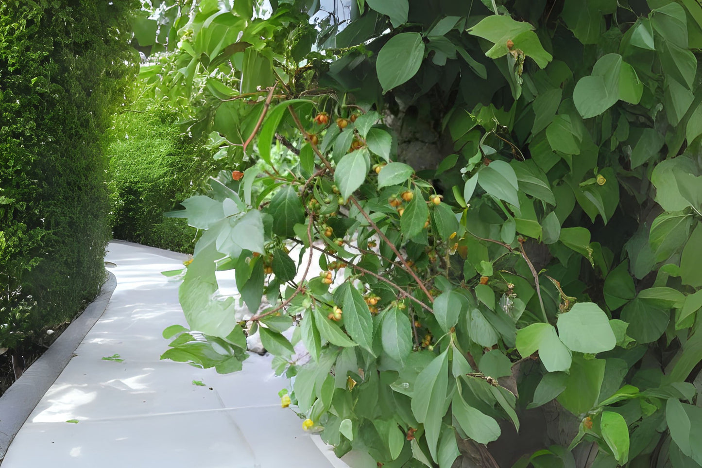 Nan Wu Wei Zi Southern Magnolia Vine (Schisandra sphenanthera)