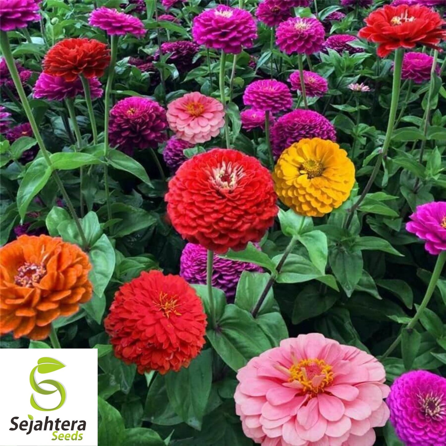 100 California Giant Zinnia Flower Mix Seeds - Non-GMO, Colorful & Easy-to-Grow