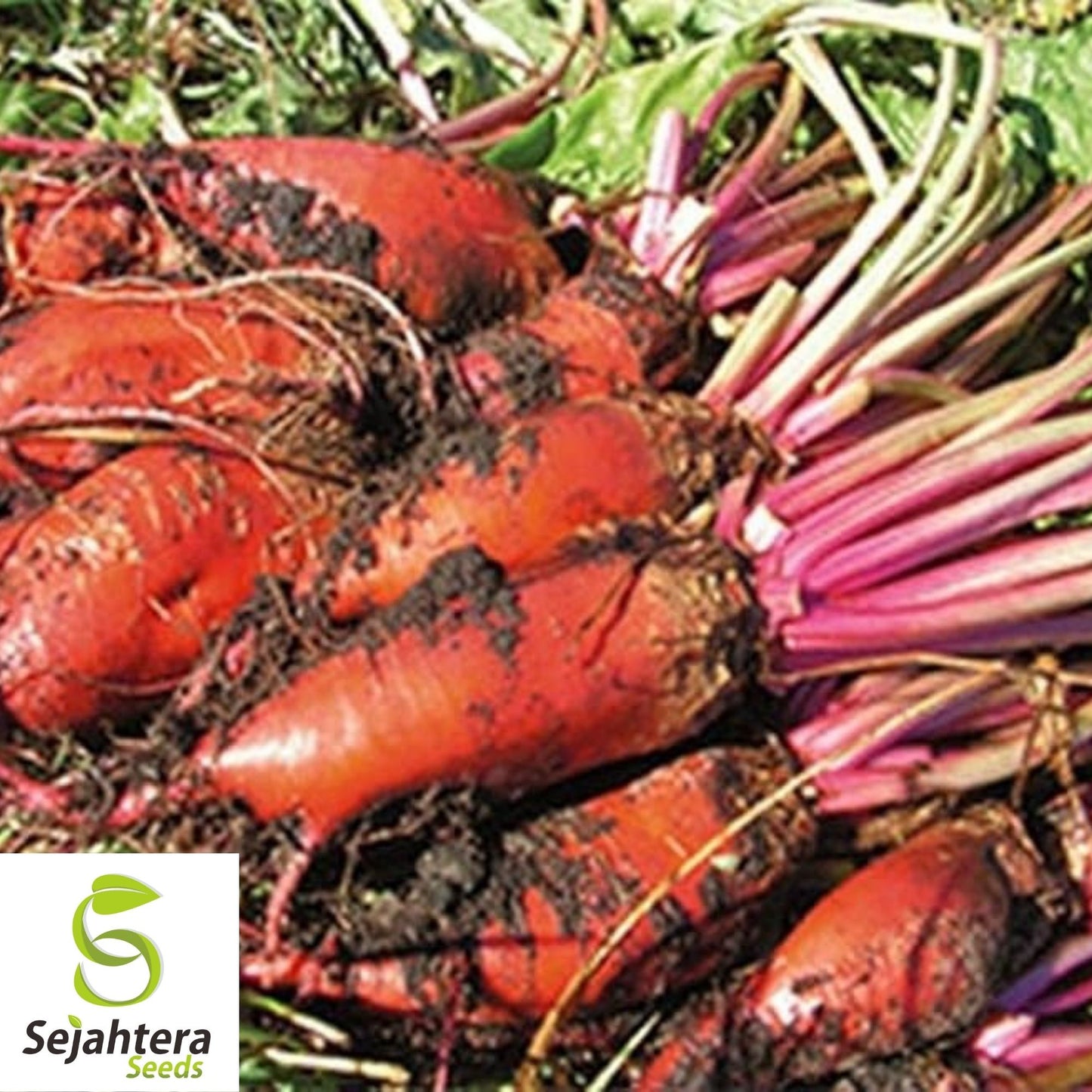 Mangel Beet Seeds 100 Ct | Red Mammoth Heirloom Vegetable NON-GMO USA