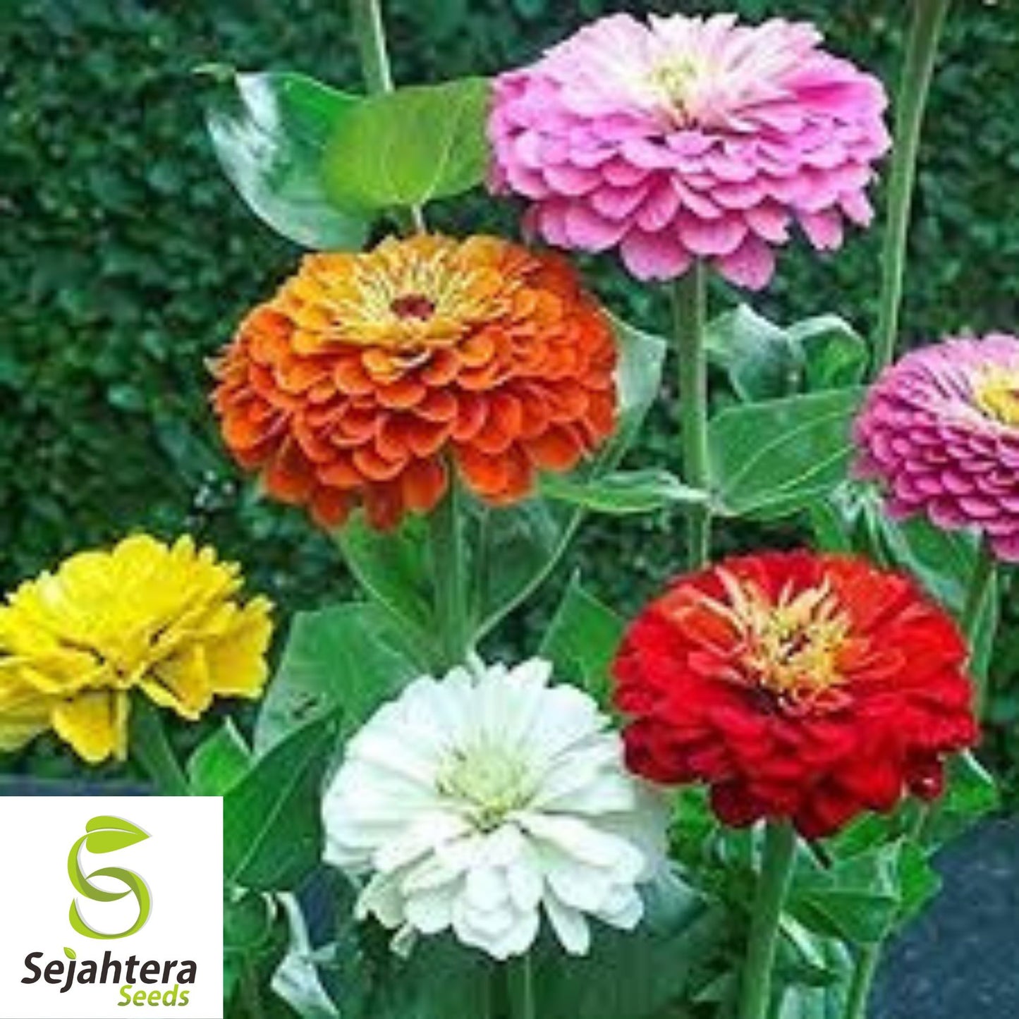 100 California Giant Zinnia Flower Mix Seeds - Non-GMO, Colorful & Easy-to-Grow