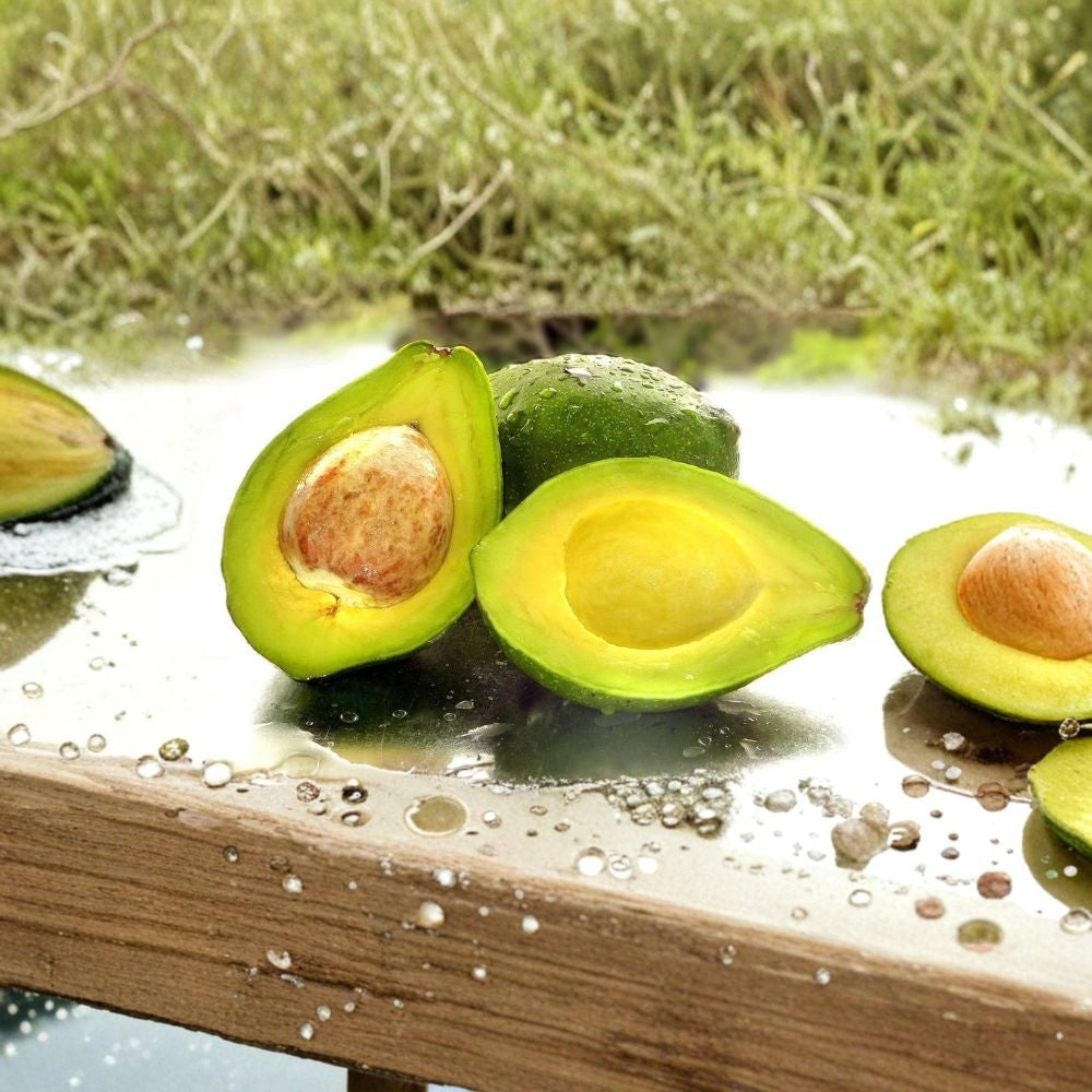 Avocado Seedling – Persea americana Live Plant | 15+ Inches Tall | Grown from Seed Bare Root Shipping | Tropical Fruit Tree | Ready to Plant