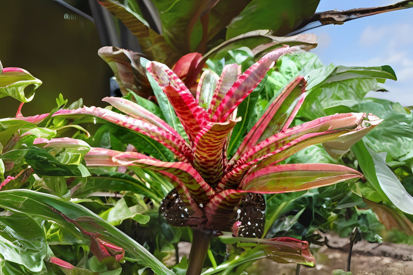 Neoregelia Blushing Zebra | 4" Pot | Tropical Bromeliad | Neoregelia 'Blushing Zebra' | Indoor Plant for Home Decor