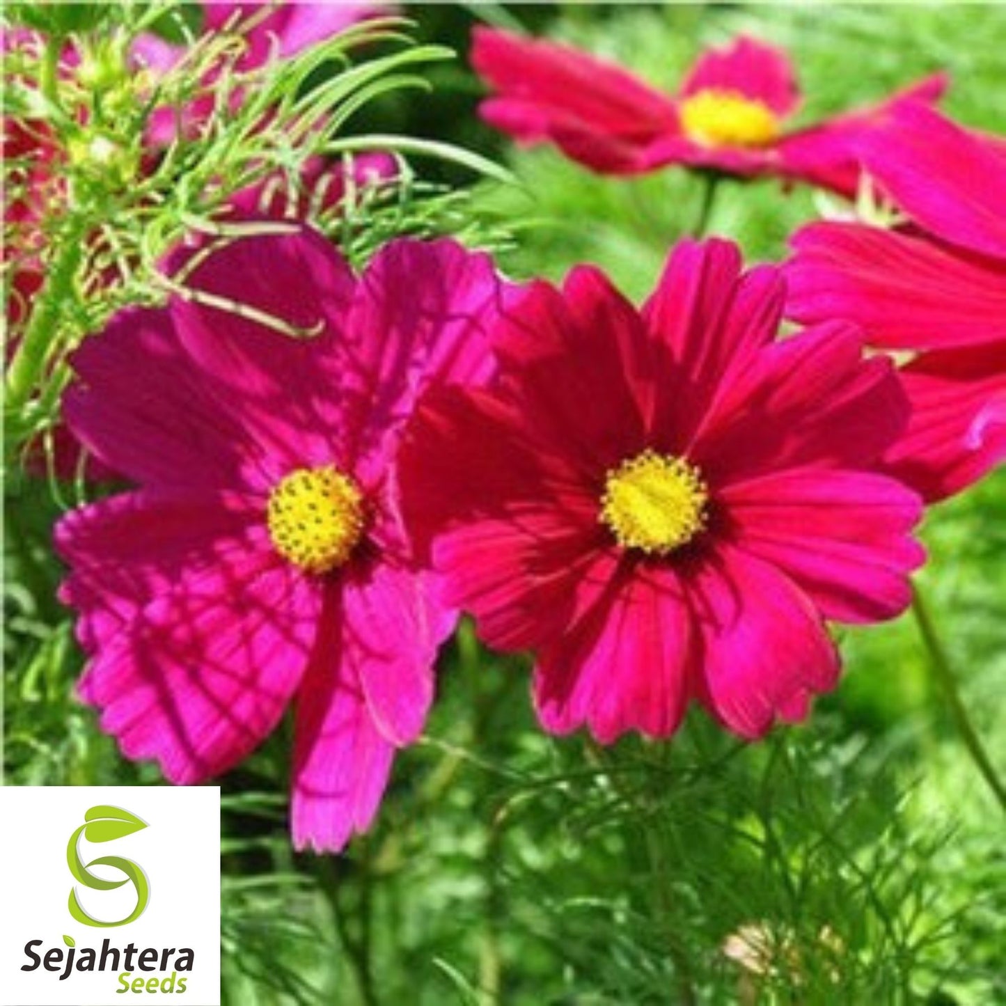 Cosmos Dazzler Seeds 100 Ct | Red Annual Flower Butterfly Garden USA