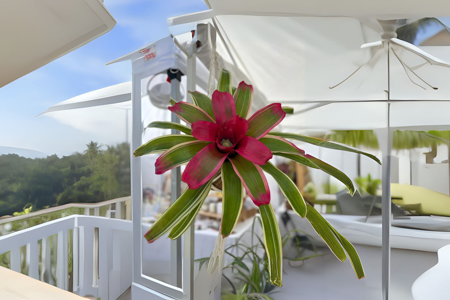 Neoregelia Autumn Rain Plant in 6" Pot - Tropical Bromeliad - Neoregelia 'Autumn Rain' - Perfect for Home Décor and Gardening