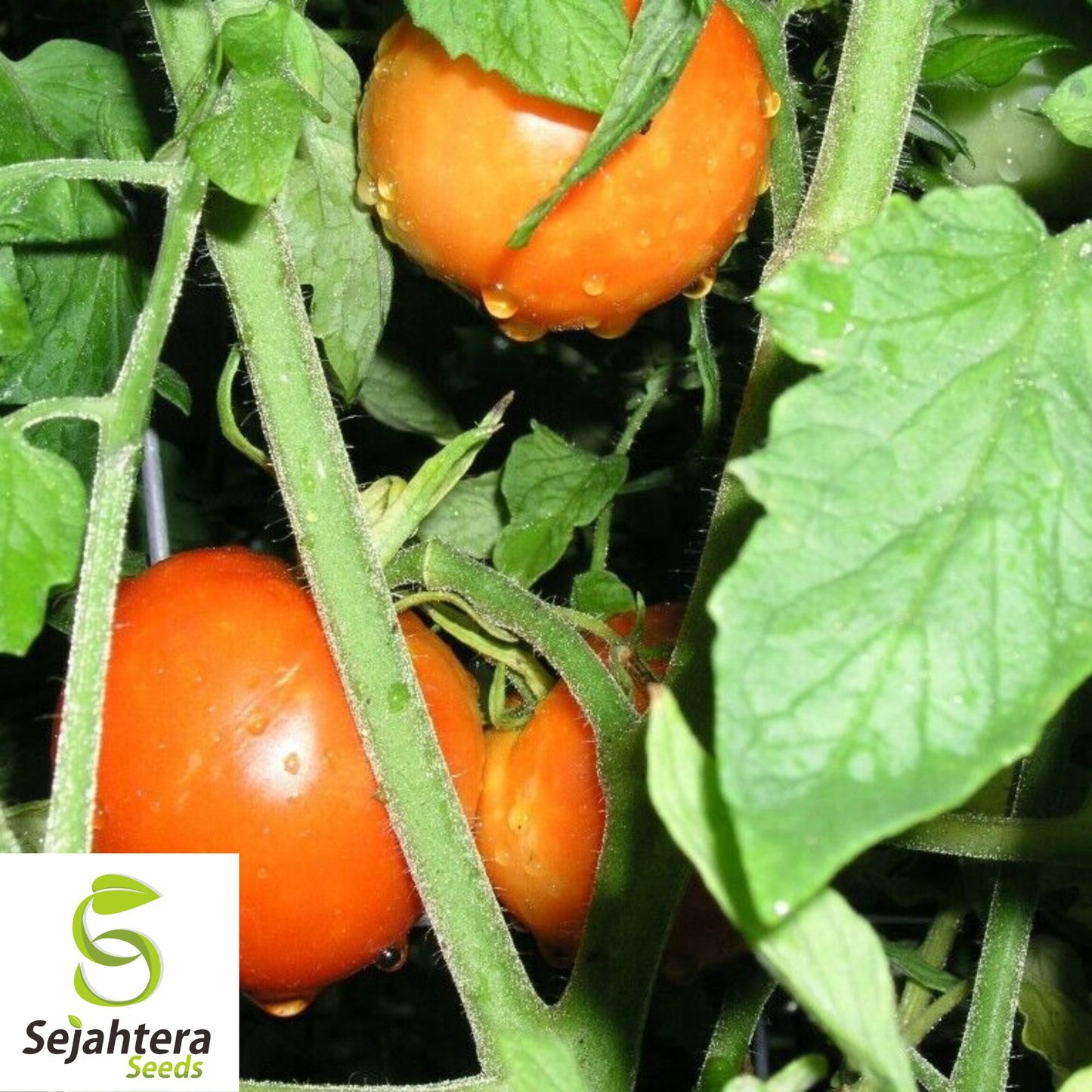 100 Homestead Tomato Seeds - Heirloom, Non-GMO & Heat-Tolerant Variety