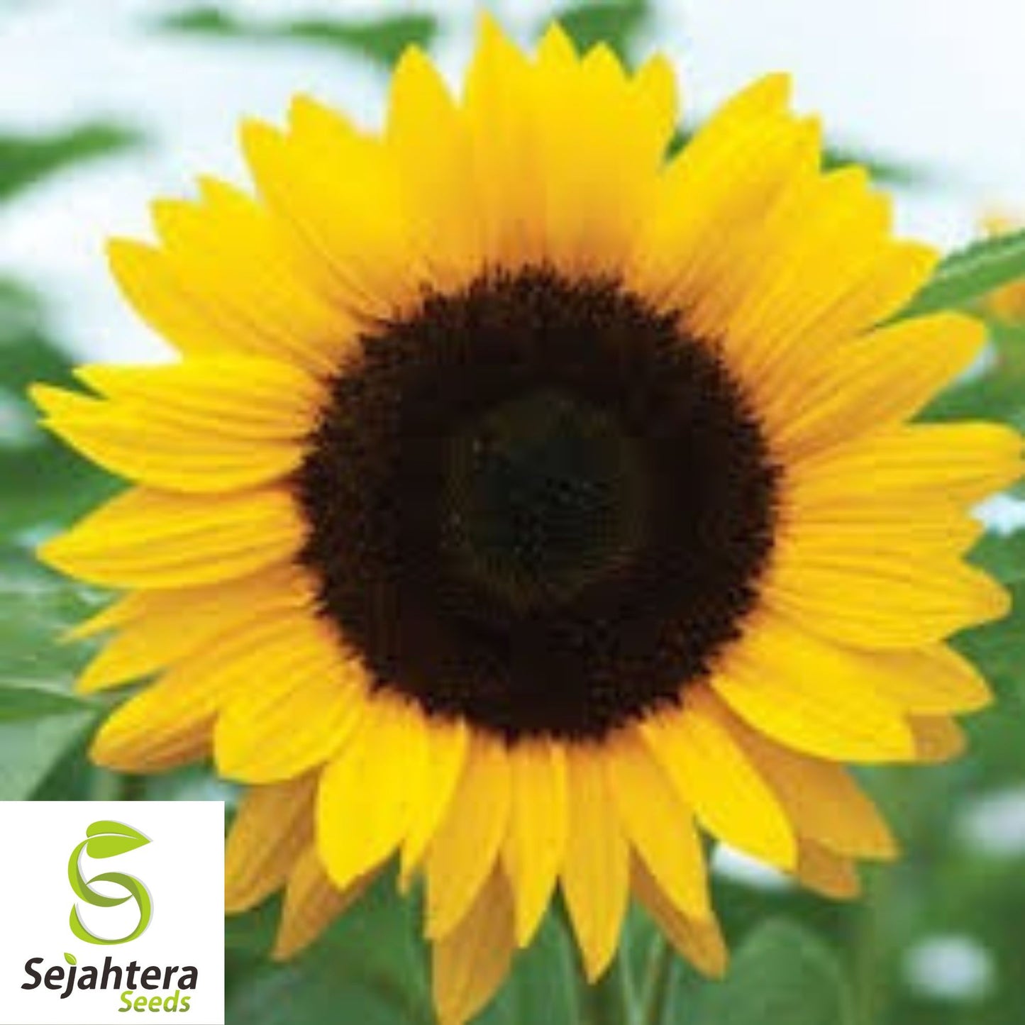 Black Oil Sunflower Seeds - 100+ Heirloom - Non-GMO - High Yield & Fresh
