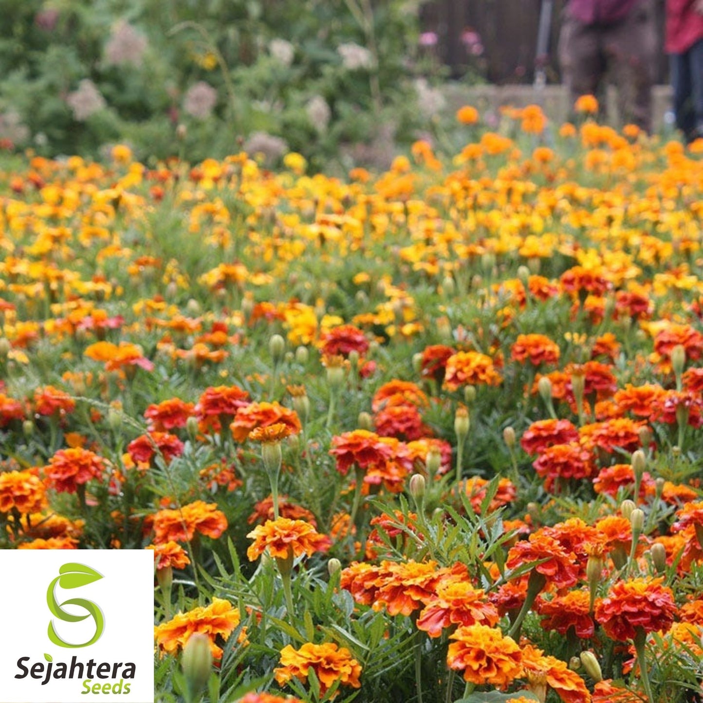 Marigold Seeds 150+ | French Sparky Mix Flowers Tagetes NON-GMO USA