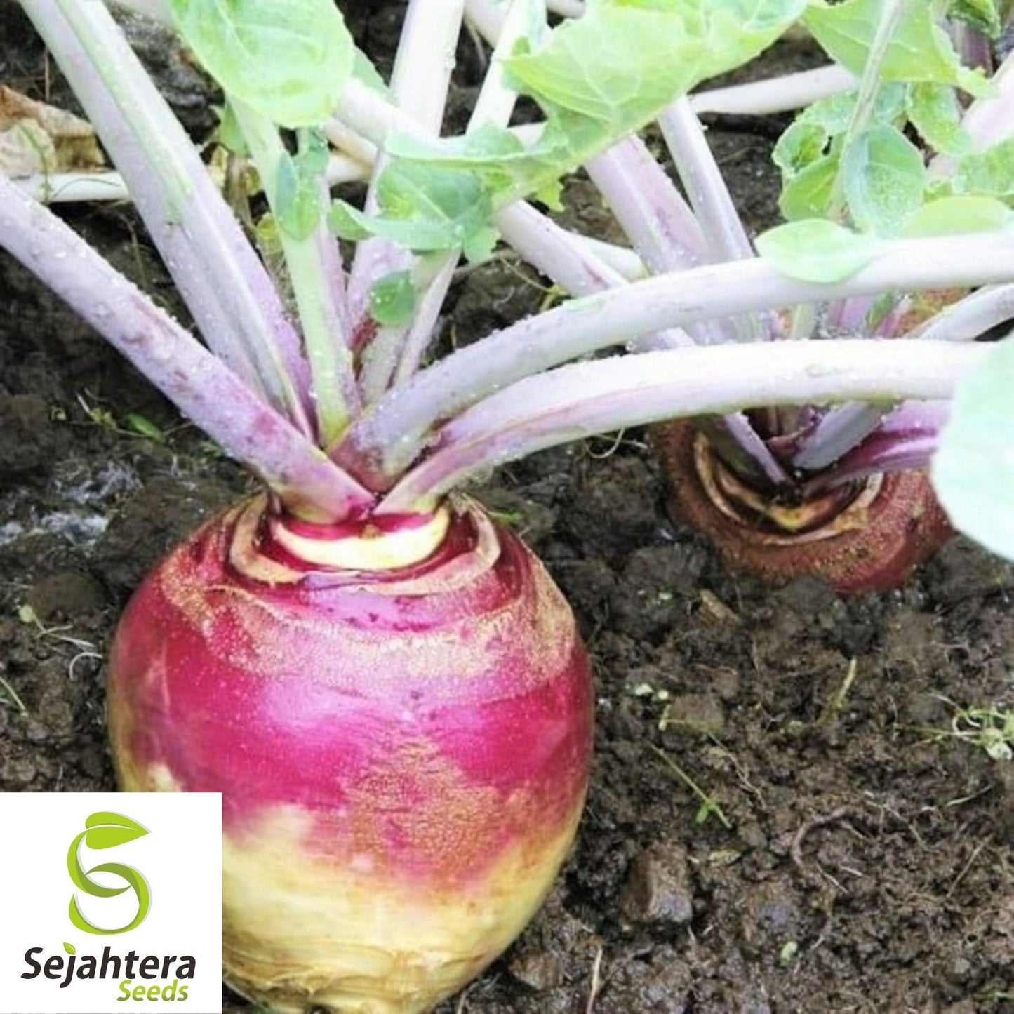 Rutabaga Seeds 500+ | American Purple Top Vegetable NON-GMO Heirloom USA