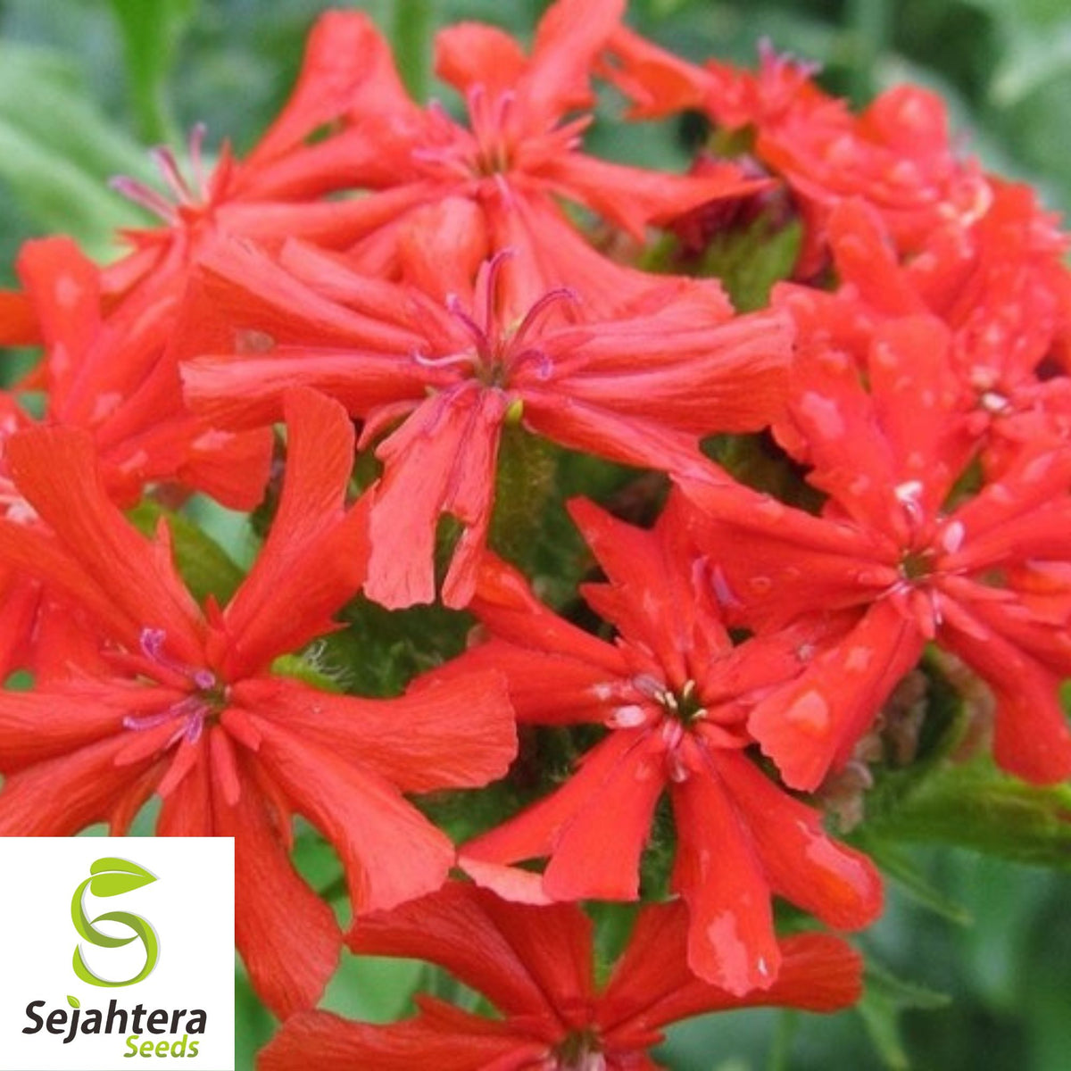 Maltese Scarlett Cross Seeds {Lychnis chalcedonica} 50+ Seeds