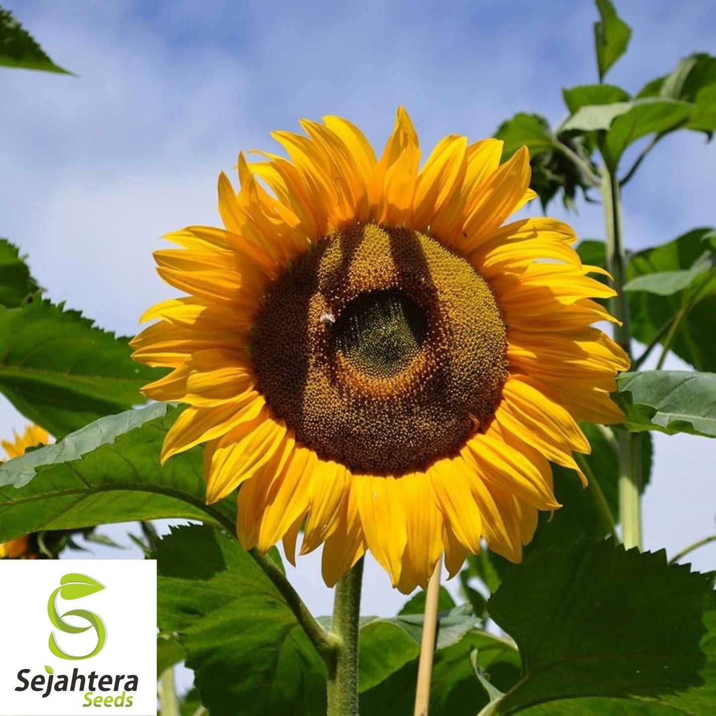 Mammoth Grey Stripe Sunflower Seeds 25 Ct | Heirloom Annual Flower USA
