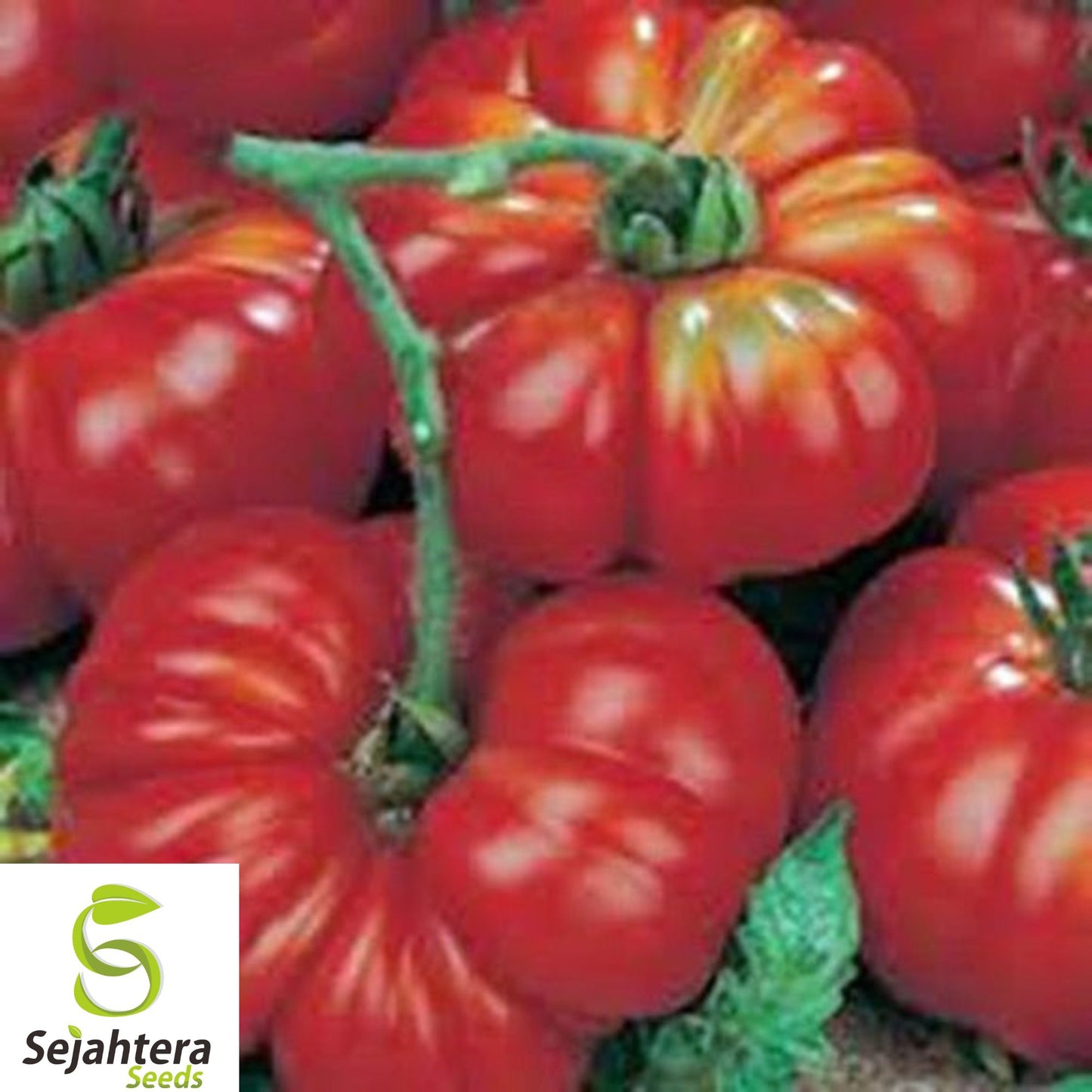 30+ Steak Tomato Seeds - Beefsteak, Heirloom, Organic, Tasty & Fresh