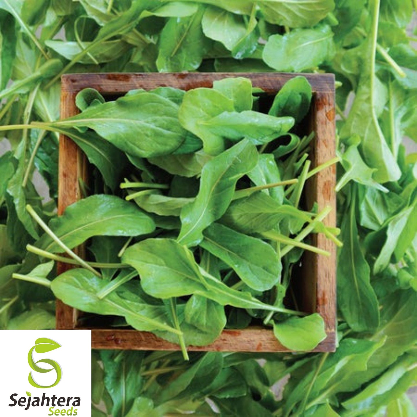 Astro Arugula Seeds - 250+ Heirloom, Organic, Non-GMO & Fast-Growing