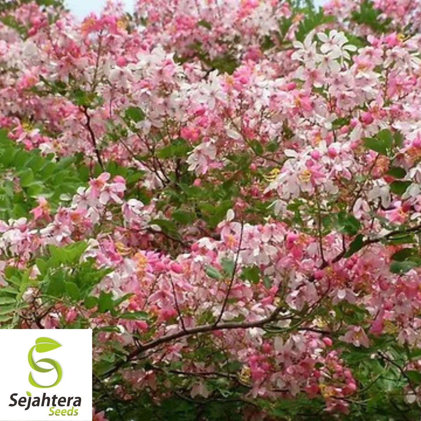 10+ Red Shower Tree Seeds - Cassia Marginata, Ornamental, Fast-Growing, Rare