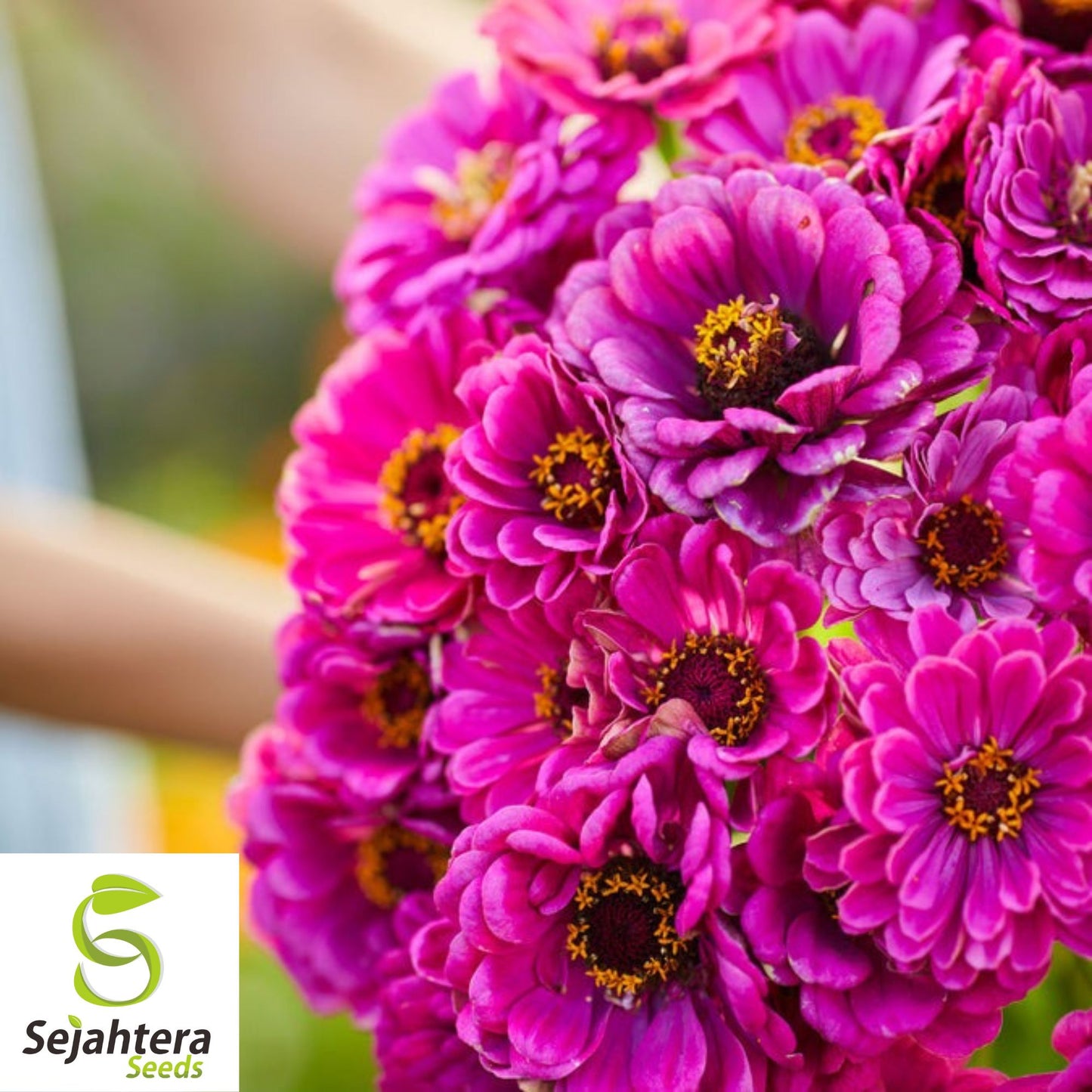 Zinnia elegans Purple Prince Seeds 20+ Heirloom | Purple Flowers