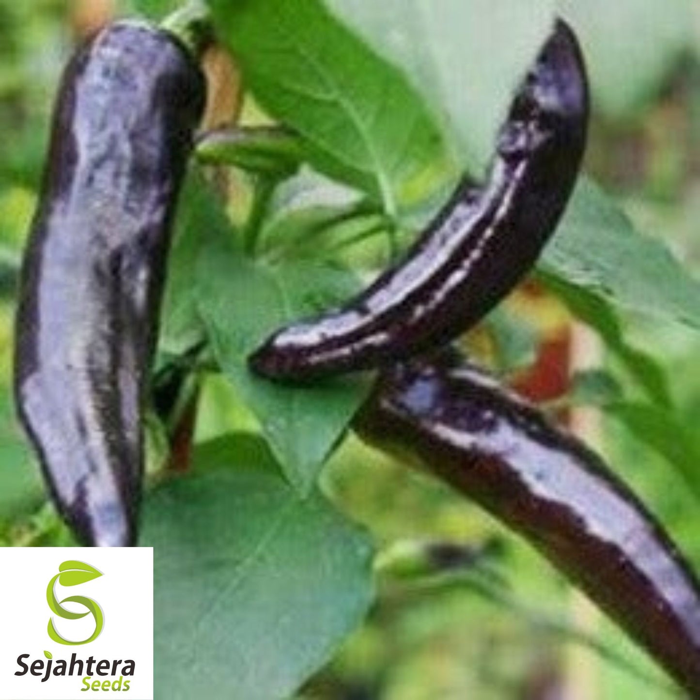 25 Pasilla Bajio Pepper Seeds - Non-GMO, Mild & Smoky Mexican Variety
