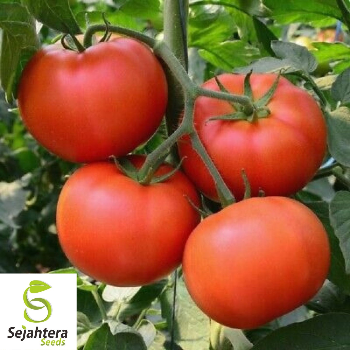 100 Homestead Tomato Seeds - Heirloom, Non-GMO & Heat-Tolerant Variety