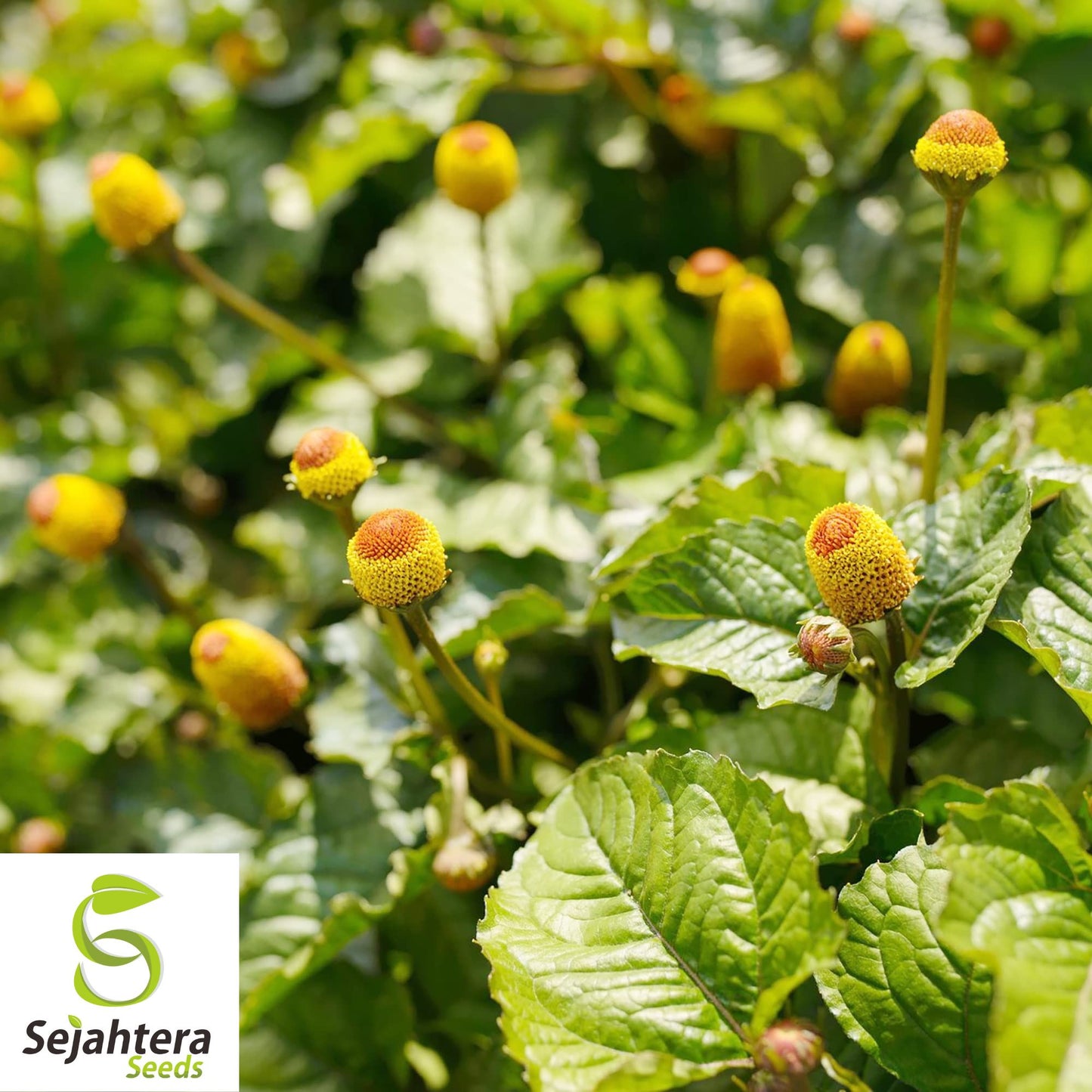 Toothache Plant Seeds {Spilanthes acmella oleracea} Organic 20+ Seeds