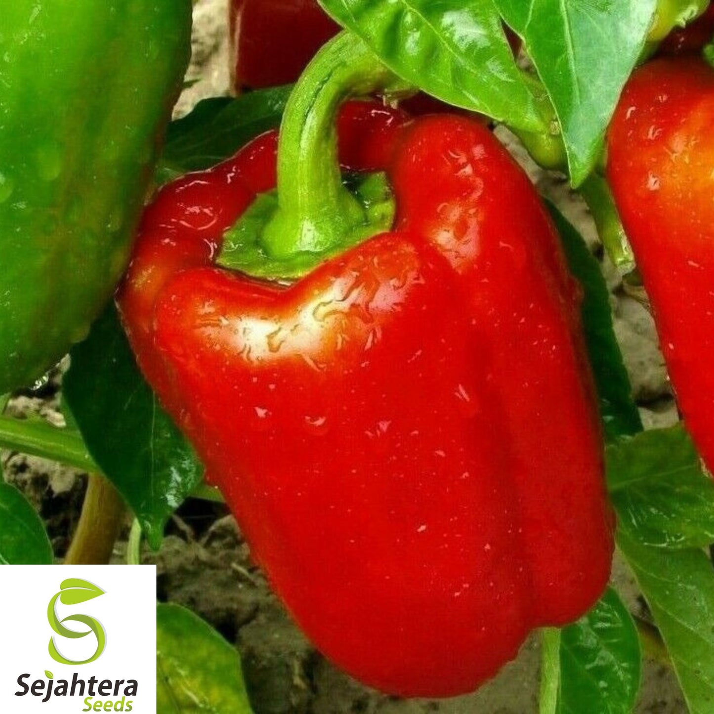 120+ California Wonder Bell Pepper Seeds - Heirloom, Non-GMO, Sweet & Crisp Peppers