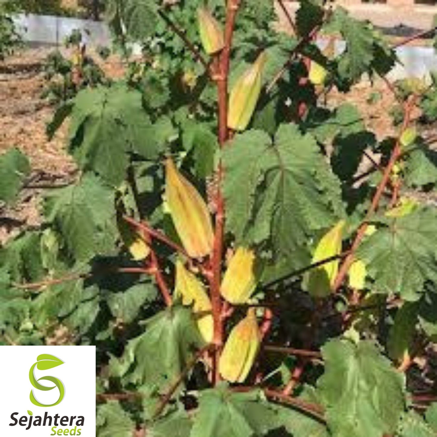 25+ Texas Hill Country Red Okra Seeds - Heirloom, Non-GMO, Heat-Tolerant & High-Yield