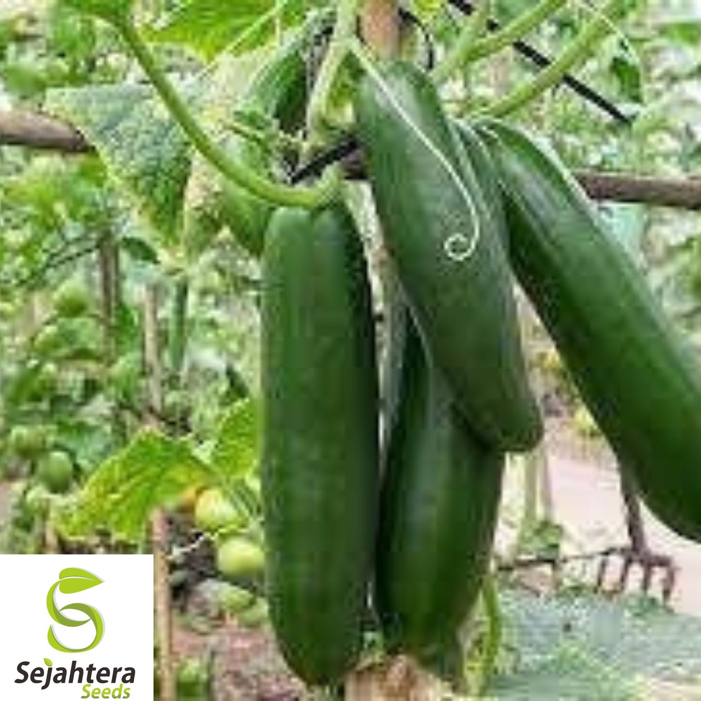 25+ Suyo Long Cucumber Seeds - Heirloom, Organic, Non-GMO, Rare & Crisp Variety