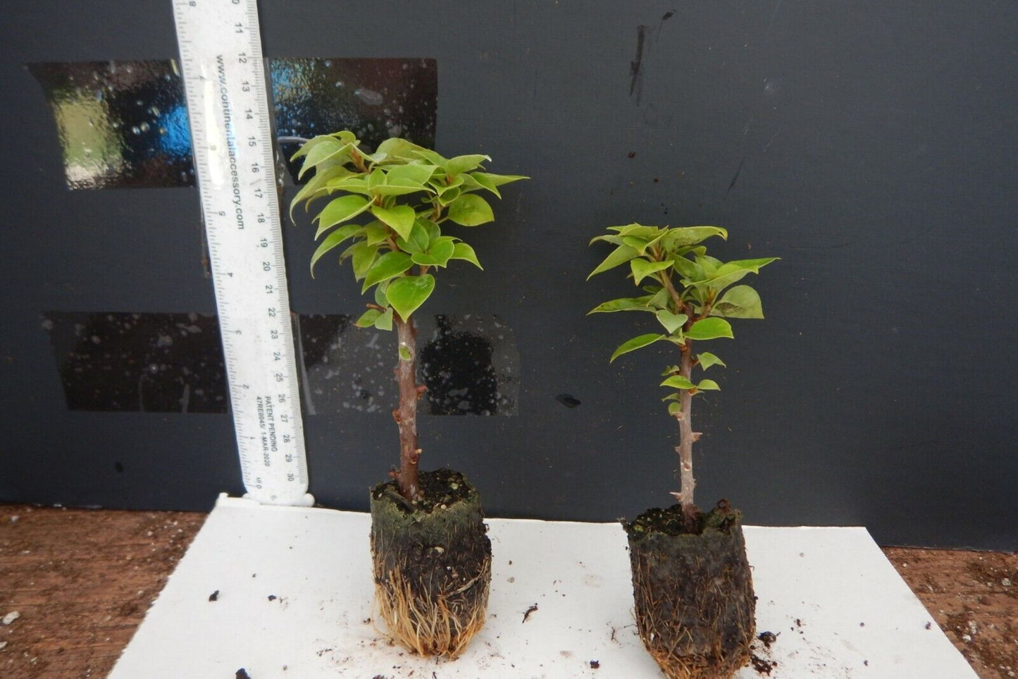 Ms. Alice Bougainvillea | Small Well-Rooted Starter Plant