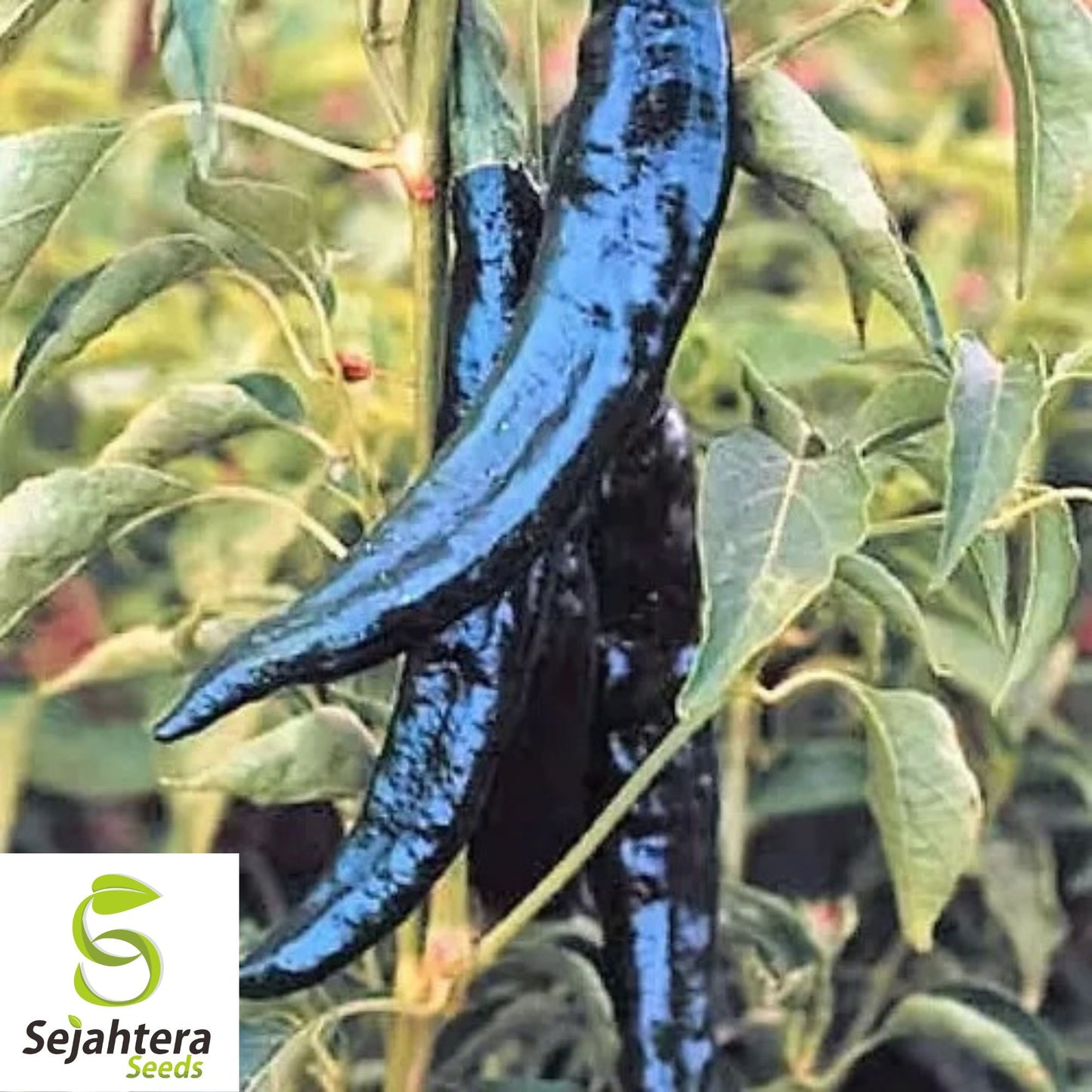 25 Pasilla Bajio Pepper Seeds - Non-GMO, Mild & Smoky Mexican Variety