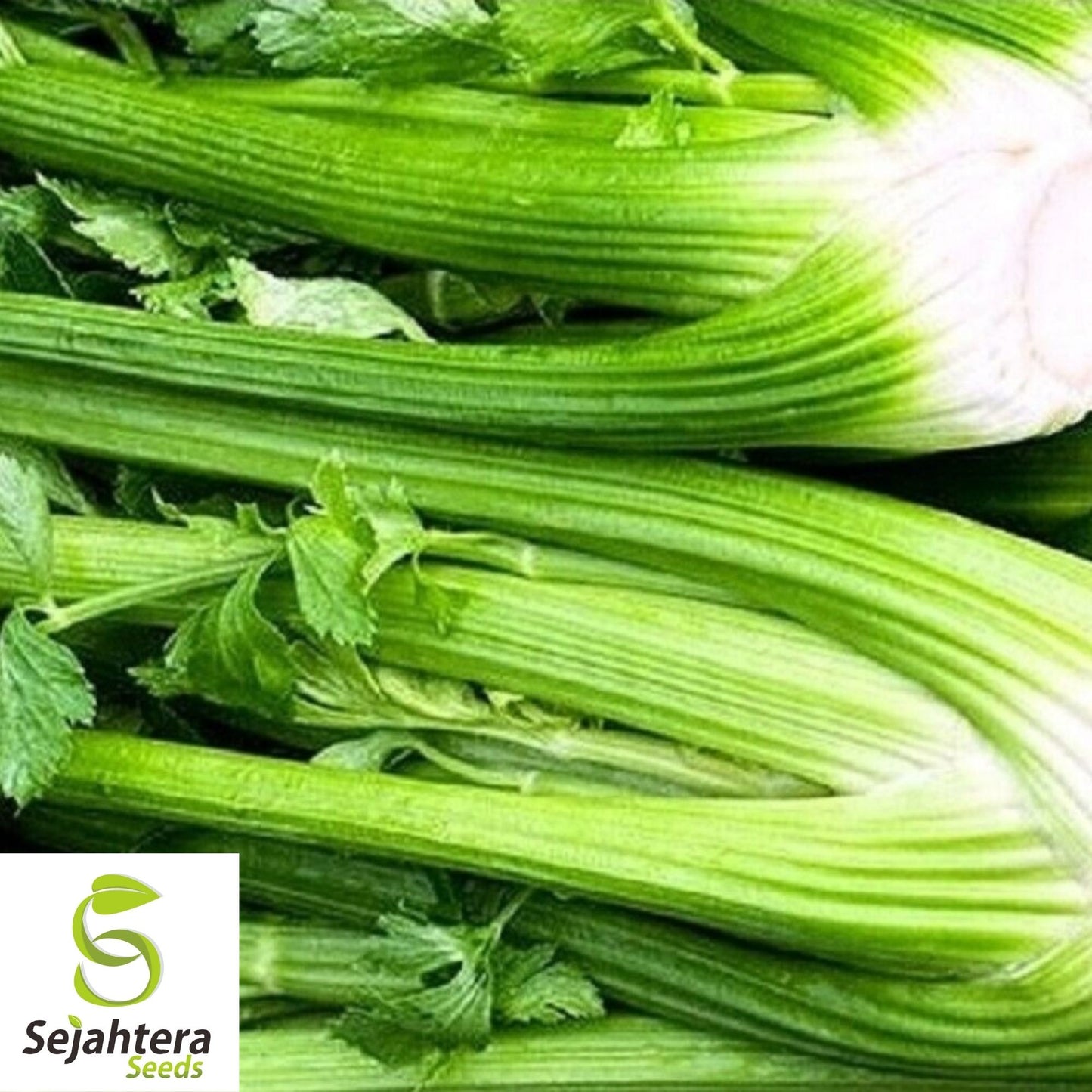 Chinese Celery Seeds 1000+ | Apium graveolens NON-GMO Vegetable Garden USA