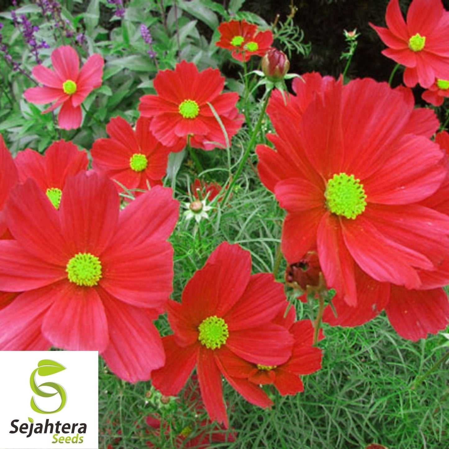 Cosmos Dazzler Seeds 100 Ct | Red Annual Flower Butterfly Garden USA