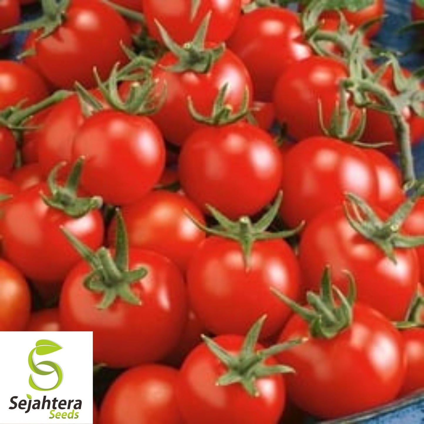 100 Homestead Tomato Seeds - Heirloom, Non-GMO & Heat-Tolerant Variety