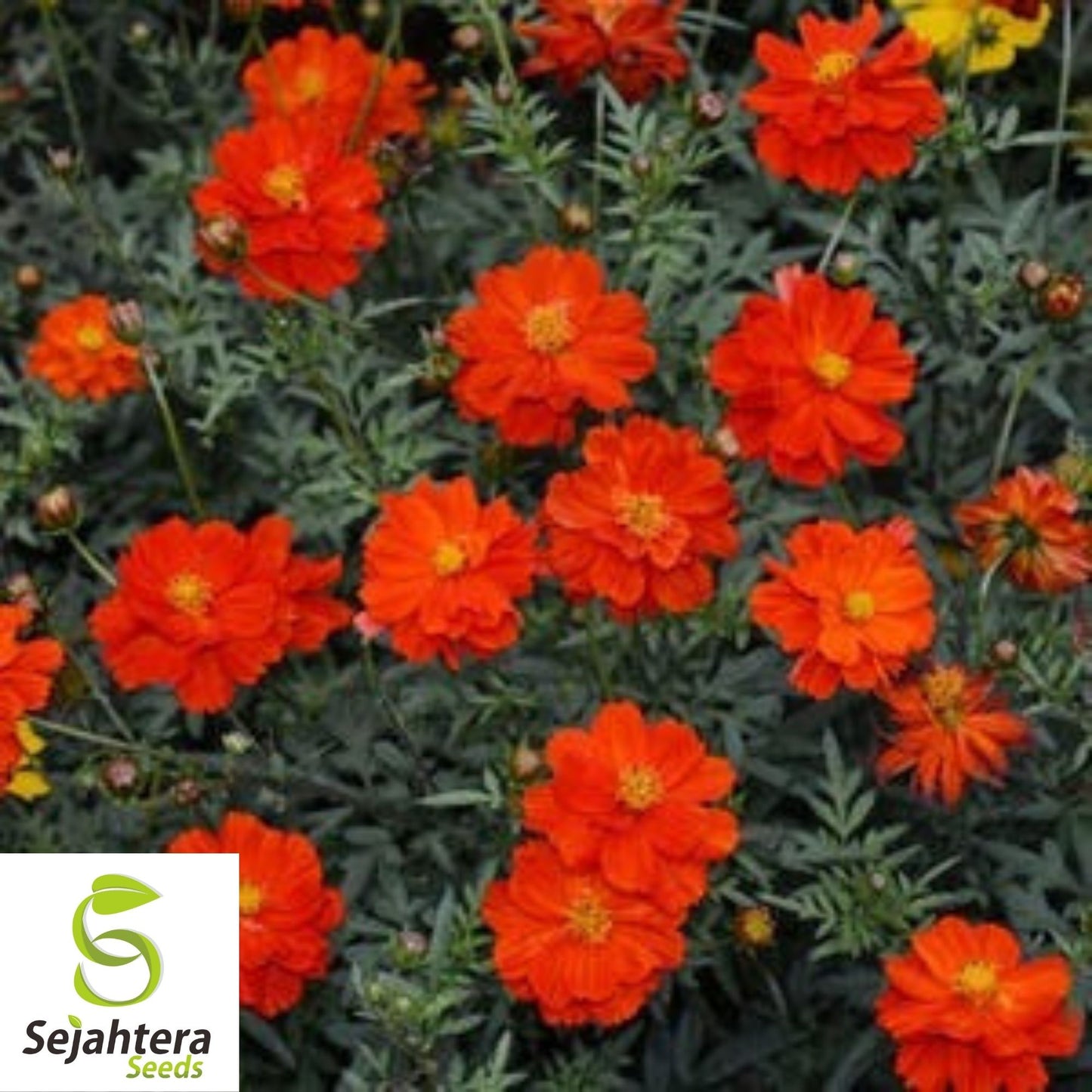 Cosmos Dazzler Seeds 100 Ct | Red Annual Flower Butterfly Garden USA